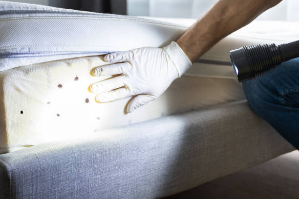 Best Pest Inspection Near Me  in Sewalls Point, FL