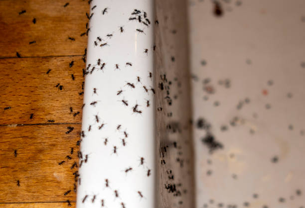 Best Insect Control  in Sewalls Point, FL